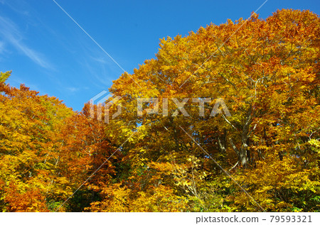 Bright autumn leaves at the foot of Mt. Hakkoda 79593321