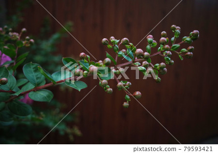 Hundred Rose bud Hundred Rose bud 79593421