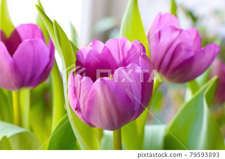 A view of the flowering bouquet of tulips in the park. A view of the flowering bouquet of tulips in the park. 79593893