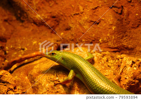 A close-up of a green lizard in the park. 79593894