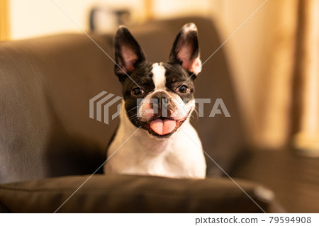 Boston Terrier Boston Terrier 79594908