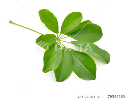 Schefflera arboricola or dwarf umbrella tree. Isolated on white background 79596663