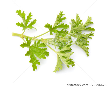 Pelargonium crispum or crisped-leaf pelargonium. Isolated on white background. 79596678
