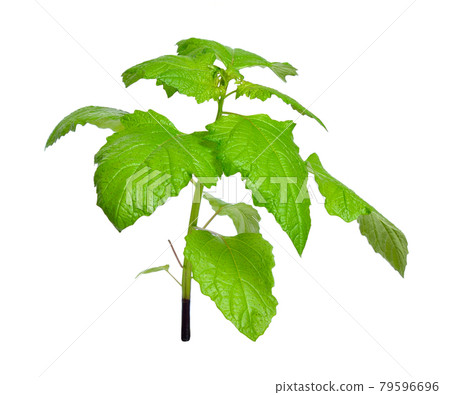 Nicandra physalodes. It is known by the common names apple-of-Peru and shoo-fly plant. Isolated 79596696