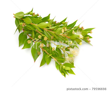 Myrtus or myrtle. Isolated on white background Myrtus or myrtle. Isolated on white background 79596698