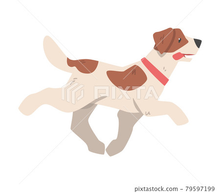 Jack Russell Terrier Running, Side View of Pet Animal with Brown and White Coat Cartoon Vector Illustration Jack Russell Terrier Running, Side View of Pet Animal with Brown and White Coat Cartoon Vector Illustration 79597199