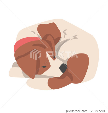 Cute Sleeping Jack Russell Terrier, Pet Animal with Brown and White Coat Cartoon Vector Illustration Cute Sleeping Jack Russell Terrier, Pet Animal with Brown and White Coat Cartoon Vector Illustration 79597201
