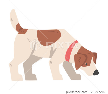 Jack Russell Terrier Sniffing the Ground, Cute Pet Animal with Brown and White Coat Cartoon Vector Illustration Jack Russell Terrier Sniffing the Ground, Cute Pet Animal with Brown and White Coat Cartoon Vector Illustration 79597202