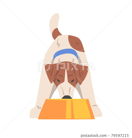 Jack Russell Terrier Eating Food from Bowl, Front View of Cute Pet Animal with Brown and White Coat Cartoon Vector Illustration Jack Russell Terrier Eating Food from Bowl, Front View of Cute Pet Animal with Brown and White Coat Cartoon Vector Illustration 79597215