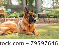 Portrait of a German shepherd dog in a garden. Purebred dog lying on the grass in the yard in summer. 79597646