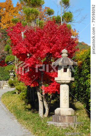 Iwato Myomigu Shrine lanterns and autumn leaves on the approach to Takamine, Kita-ku, Kyoto Iwato Myomigu Shrine lanterns and autumn leaves on the approach to Takamine, Kita-ku, Kyoto 79598092
