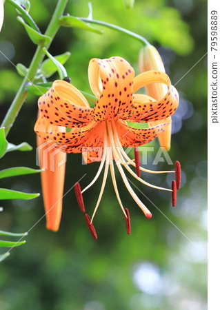 Tiger lily with a propagule on its stem 79598889