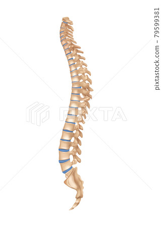 Realistic Human Spine 79599381