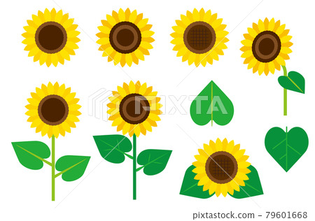 向日葵花素材套裝/白底 79601668