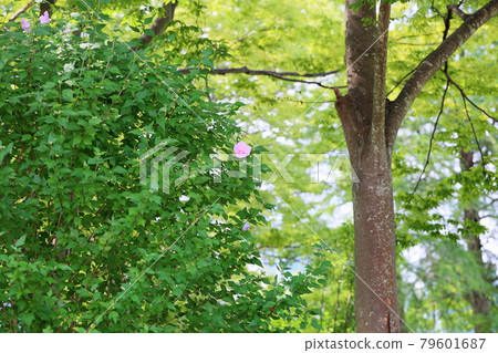 Mukugawa no Hana Mukugawa no Hana 79601687