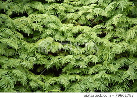 蕨葉葉圖案 蕨葉葉圖案 79601792