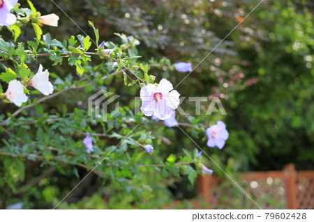 Mukugawa no Hana Mukugawa no Hana 79602428
