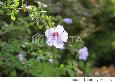 Mukugawa no Hana Mukugawa no Hana 79602429