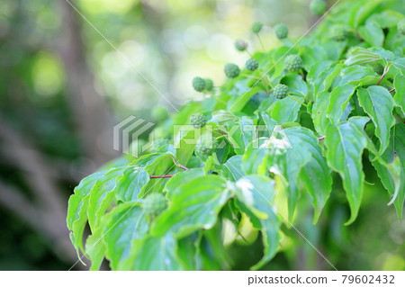 Yamabote的果實 Yamabote的果實 79602432