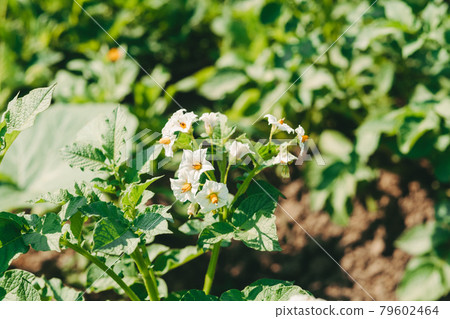 White Potato flowers on a field. Blossoming potatoes in the garden. Harvest potatoes. arid year without harvest White Potato flowers on a field. Blossoming potatoes in the garden. Harvest potatoes. arid year without harvest 79602464