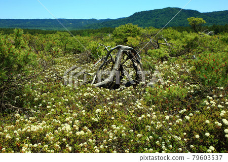 Kawayu Ioyama Ezoisotsutsuji 79603537