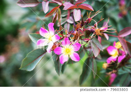 玫瑰花“Rosa Lubrifolia” 玫瑰花“Rosa Lubrifolia” 79603803