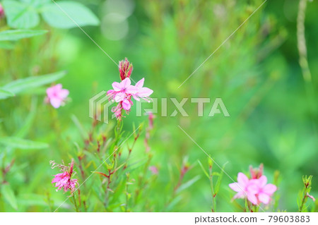 Goura花 Goura花 79603883