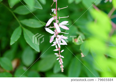 丹羽富士的花 79603884
