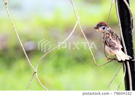 A young sparrow clinging to the net and playing on a swing 79604182