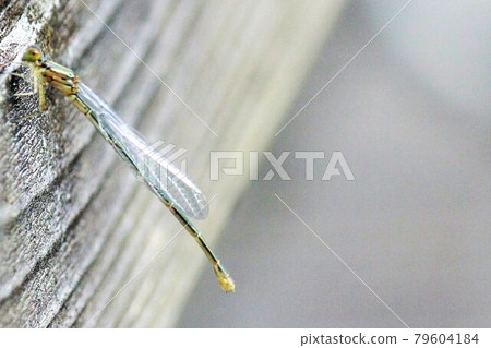 Damselfly limited to early summer 79604184