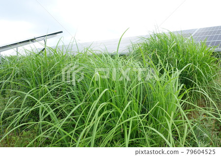 雜草叢生的太陽能發電廠 雜草叢生的太陽能發電廠 79604525