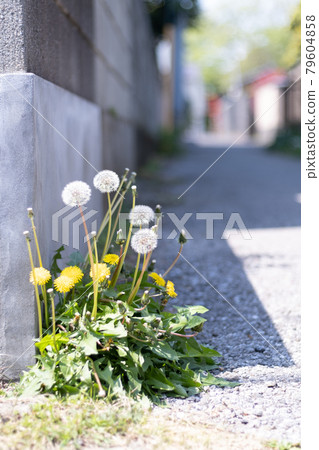 路邊的蒲公英和絨毛 路邊的蒲公英和絨毛 79604858