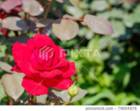 Early summer rose large flower red system Early summer rose large flower red system 79604878
