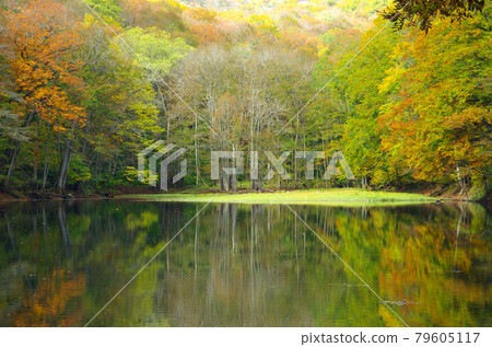 八甲田6沼澤長沼湖畔風光 79605117