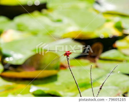 Red dragonfly perching on a water lily pond Red dragonfly perching on a water lily pond 79605285