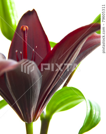 Bewitching black lily Randini 79605311