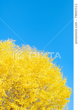 Ginkgo biloba and blue sky Ginkgo biloba and blue sky 79605511