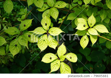 Flower bud Flower bud 79605881
