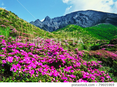 美山霧島杜鵑花和阿蘇淺水峽（熊本縣） 79605969