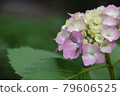 繡球花和蜘蛛 79606525