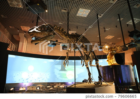 Dinosaur fossil Tyrannosaurus in a museum that kids love Dinosaur fossil Tyrannosaurus in a museum that kids love 79606665