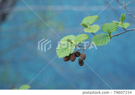 Around the time of bud Around the time of bud 79607154