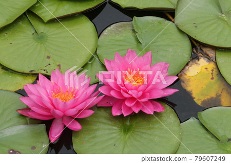 Garden of the famous temple of Mt. Sendai 79607249