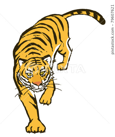 一隻兇猛的老虎的插圖-插圖素材[79607621] - PIXTA圖庫