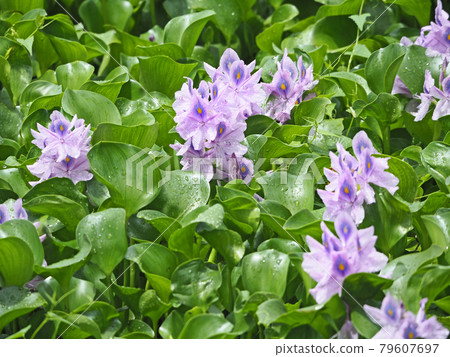漂浮在水面上的藍紫色花水葫蘆 79607697