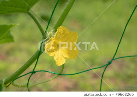 Cucumber flowers Cucumber flowers 79608260