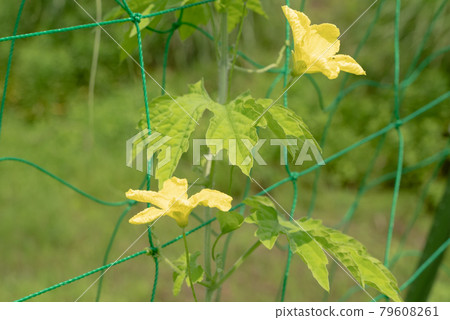 Goya flowers 79608261