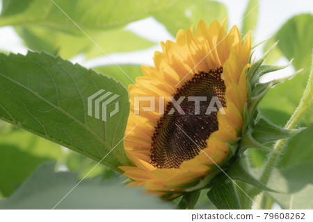 Sunflower before blooming 79608262
