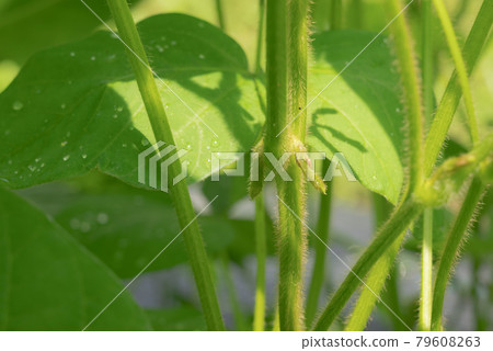 Green soybeans after the flowers have fallen Green soybeans after the flowers have fallen 79608263