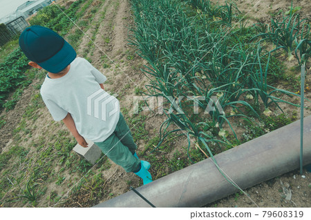 field, onion, onions 79608319